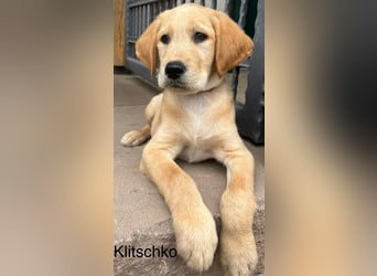 Labradoodle F1 apricot