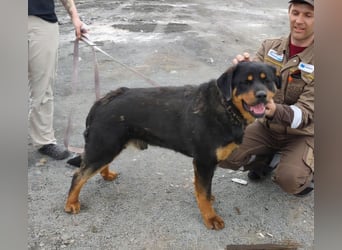 TAISON- sucht dringend ein neues Zuhause
