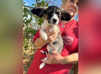 Letty, geboren 30.03.2025, 24cm sucht ihr Zuhause