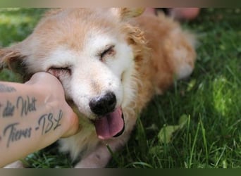 Lumpi, Mischling, geb. 2013, rüstiger Rentner möchte einmal Familienhund sein