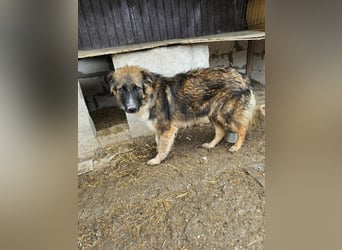 Sammy - sooo knuffig