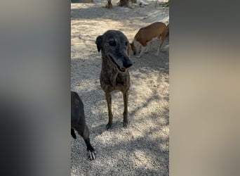 Barquiria, eine freundliche Seniorin
