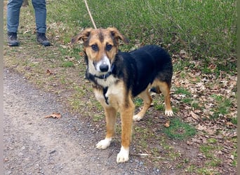 Schäferhund-Collie-Mix Junghündin "Fleur" sucht ein Zuhause