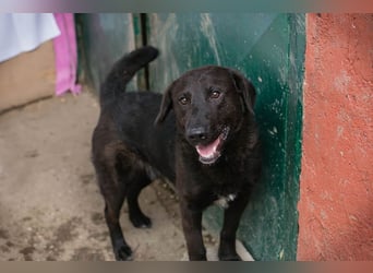 KYLO – Labradormix - freundlicher Begleiter mit ruhiger Ausstrahlung