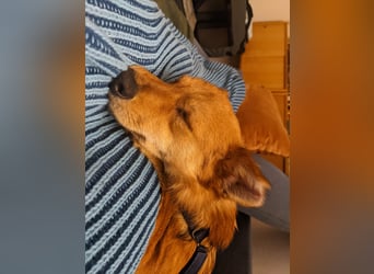 Jago sucht ein Zuhause mit Menschen die ihm Zeit geben