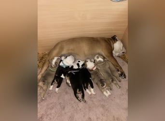 Englische Bulldoggen Welpen– 7 süße Mädels suchen bald ein Zuhause!