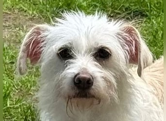 ♥SUSI♥ auf Pflegestelle bei Köln- bezaubernde, liebe, anfangs noch etwas zurückhaltende Hündin 35 cm