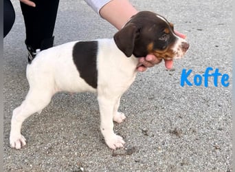 Kofte 12/2024 (ESP) - menschenbezogener, kleiner Bodeguero-Pinscher-Mix Welpe!