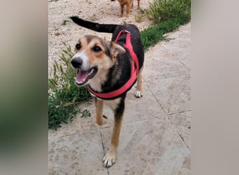 liebe Emma ist auf der Suche nach ihrem Zuhause