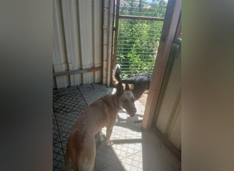 Liebe PRINCESA sucht ihr Traumkörbchen