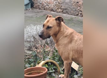 Sanfter Riese sucht sein Zuhause