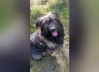 Wuscheliger Grey sucht seine Familie