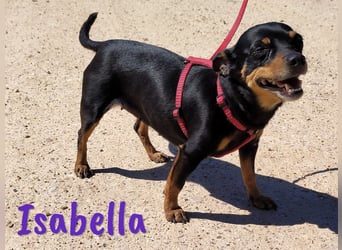 Isabella 07/2023 (ESP Pflegestelle) - verschmuste und verträgliche, kleine Pinscher-Mix Hündin!
