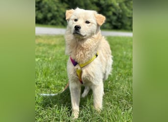Cindy ❤️ verschmuste Hündin sucht Liebe