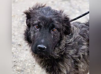 Wunderschön gestromtes Hundekind *Yanu* sucht sein Zuhause für immer