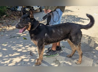 Traumhund Rider sucht sein Glück