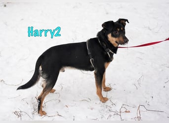 Harry2 geb. 12/2021 - ein Engel auf 4 Pfoten!