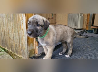 Irish Wolfhound Welpen