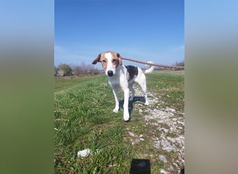Vodka sucht geduldige Menschen zu denen er Vertrauen aufbauen kann !