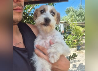 America - ausgeglichene,  freundliche kleine Terrier Dame sucht liebevolle Menschen