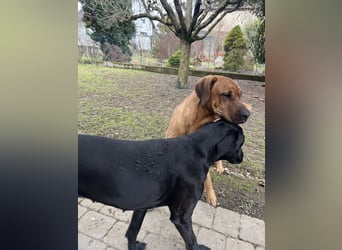 Wurf Cane Corso/Flat & Broholmer