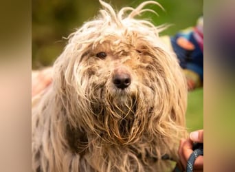Happydog