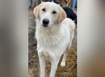 Nami, geb. ca. 12/2019, lebt in GRIECHENLAND, im städt. Tierheim Serres