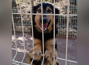 Sportlicher Collie Mix sucht sportliche Familie