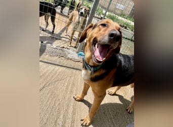 Junger Mischlingsrüde MARLEY (3 Jahre) sucht eine Familie