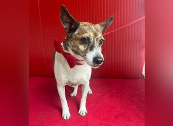 ❤️ liebenswerter kleiner TRÜFFY - 7 Jahre, 30cm/9kg - Mischling