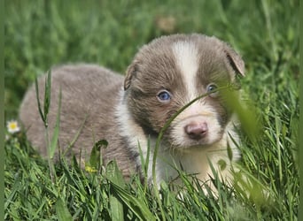 Border Collie Welpen -  Rüden und Hündin