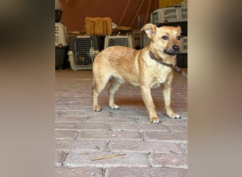 Cuki, geboren 06.09.2024, 31cm sucht sein Zuhause