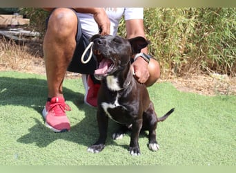 Cisco, Terrier-Mix, lieb und sozial