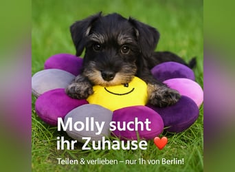 MOLLY junge Zwergschnauzer Hündin mit Stammbaum und Schalk in den Augen