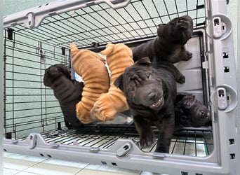 DAS HAUS MIT SHAR-PEI WELPEN - Rassehunde FCI-Profesionelle Zucht