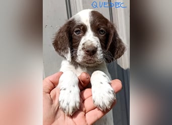 English setter Rüde Welpe