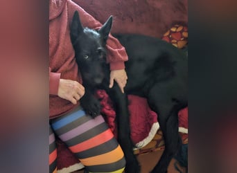 Tommy sucht das Abenteuer