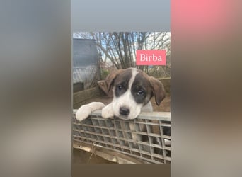 Birba sucht ihr Zuhause