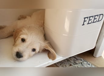Goldendoodle - Welpen [Double-Doodle]