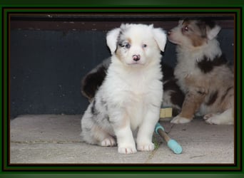 Australian Shepherd - Traumwelpen -KEINE Arbeitslinie-aus langjähriger Familienaufzucht.