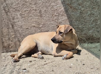 MELINA, Hündin, 3 Jahre, 48 cm, Mischling, Tierschutz