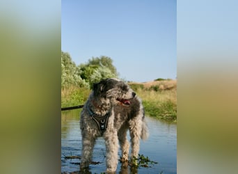 Freundliche Bella sucht ihr Zuhause