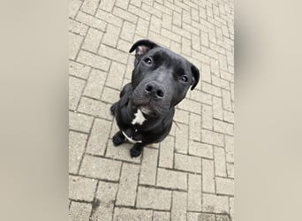Zuckersüße xxl bully - pitbull hündin
