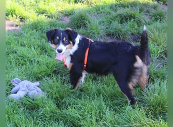 Miniature Australian Shepherd Welpen aus liebevoller Hausaufzucht ohne Abstammungsnachweis.