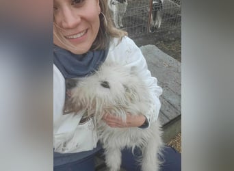 CHU'SI gerettet aus Horror Tötung Slatina, Ostern '22