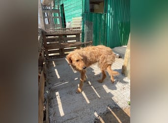 Kelly – Griffon Mix: sanfte Hundeseele sucht dringend ein Zuhause voller Liebe