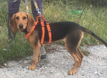Ellie, eine wunderschöne und liebe Welpine sucht ihre Menschen