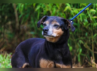 Fiona, Mix Pinscher / Chihuahua, lieb und verträglich