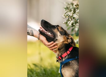 Verspielte Samantha sucht aktives Zuhause