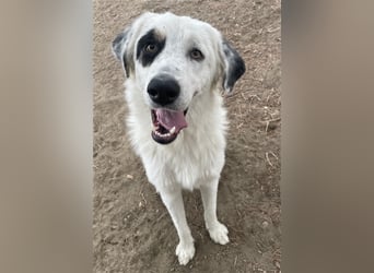 Popcorn, geb. ca. 09/2023, lebt in GRIECHENLAND, auf einem Gelände, auf dem die Hunde notdürftig ver